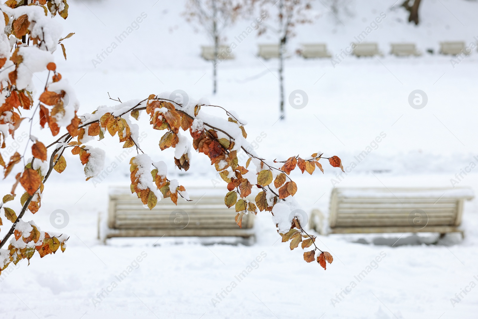 Photo of Beautiful tree branch covered with snow in winter park