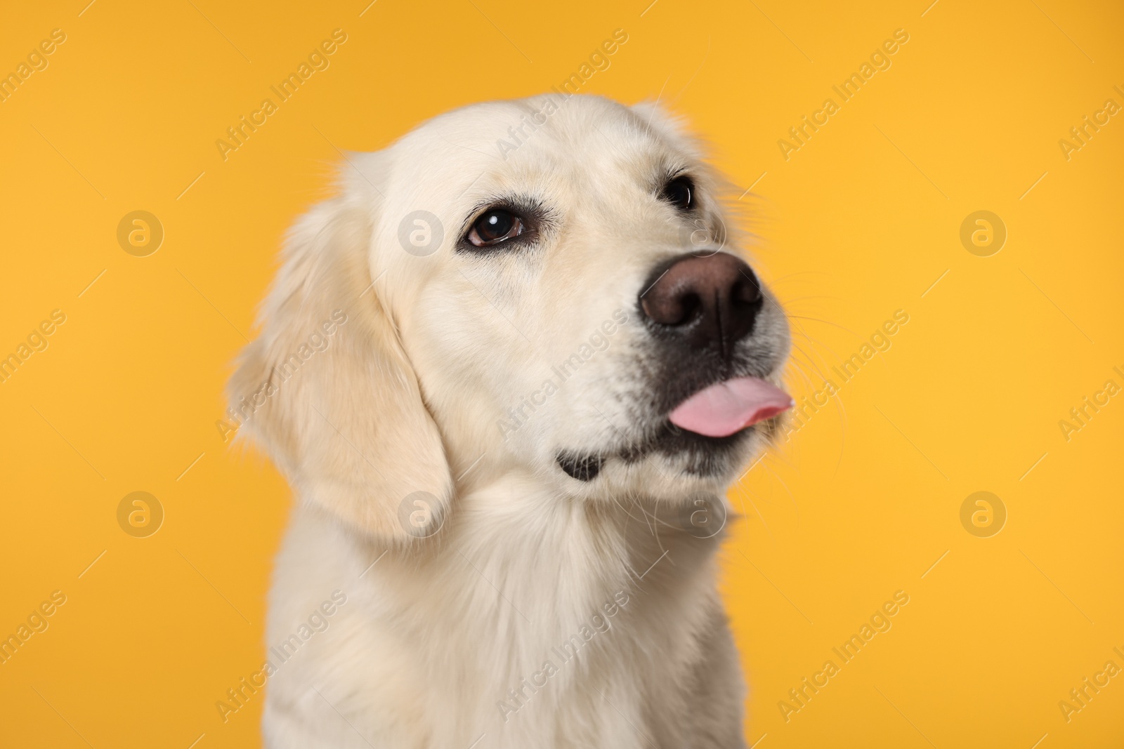 Photo of Cute Labrador Retriever showing tongue on orange background