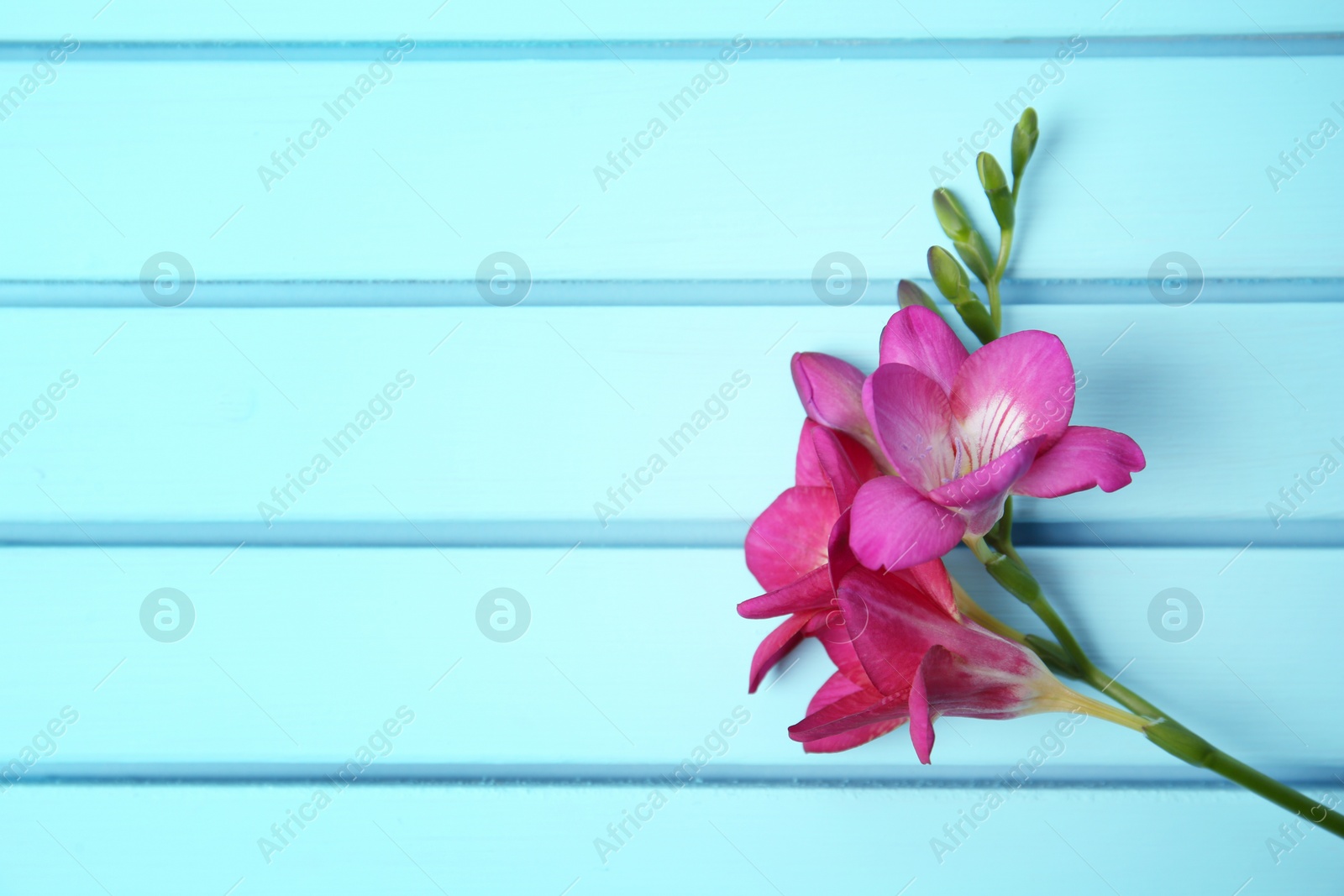 Photo of Beautiful freesia on wooden background