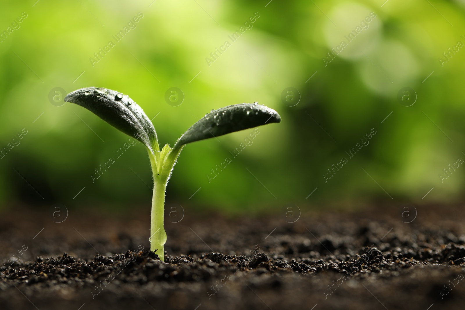 Photo of Green seedling with water drops on leaves growing in soil, closeup. Space for text