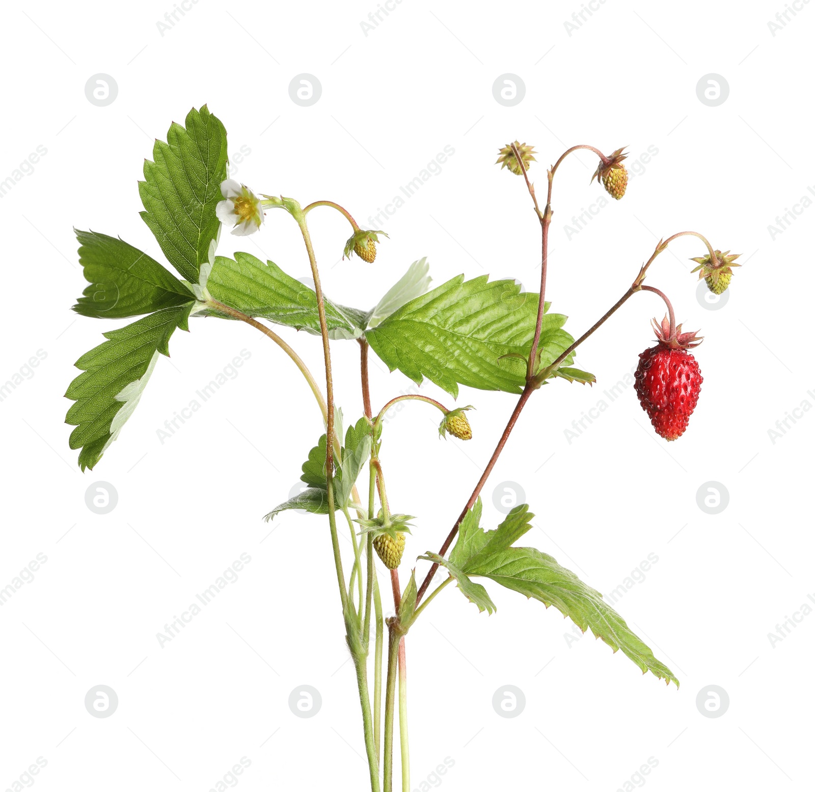 Photo of Stems of wild strawberry with berries, green leaves and flower isolated on white