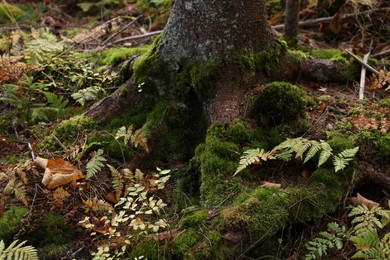 Tree roots overgrown with beautiful green moss in forest