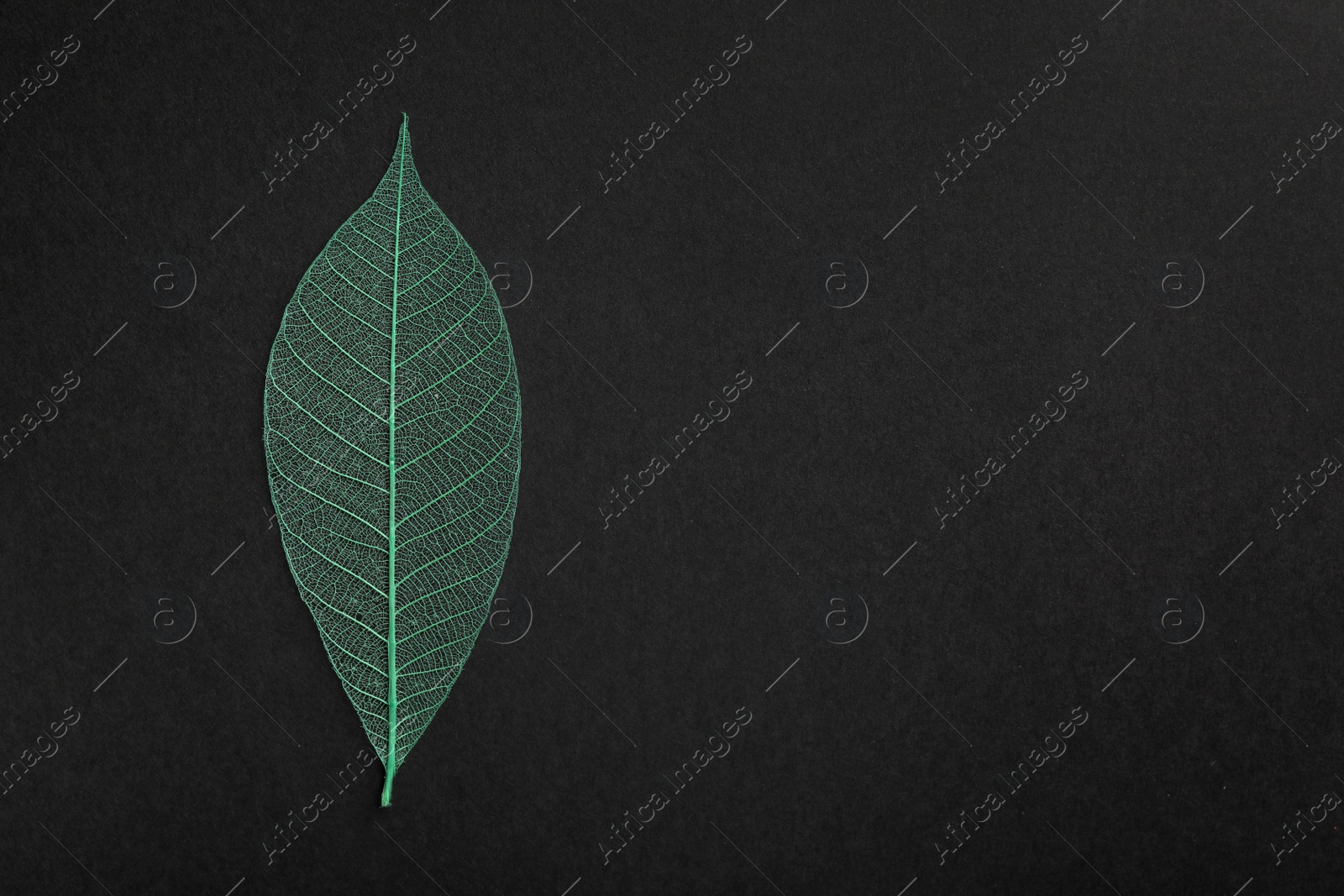 Photo of Beautiful decorative skeleton leaf and space for text on black background, top view