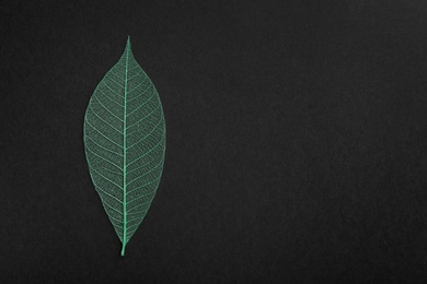 Photo of Beautiful decorative skeleton leaf and space for text on black background, top view