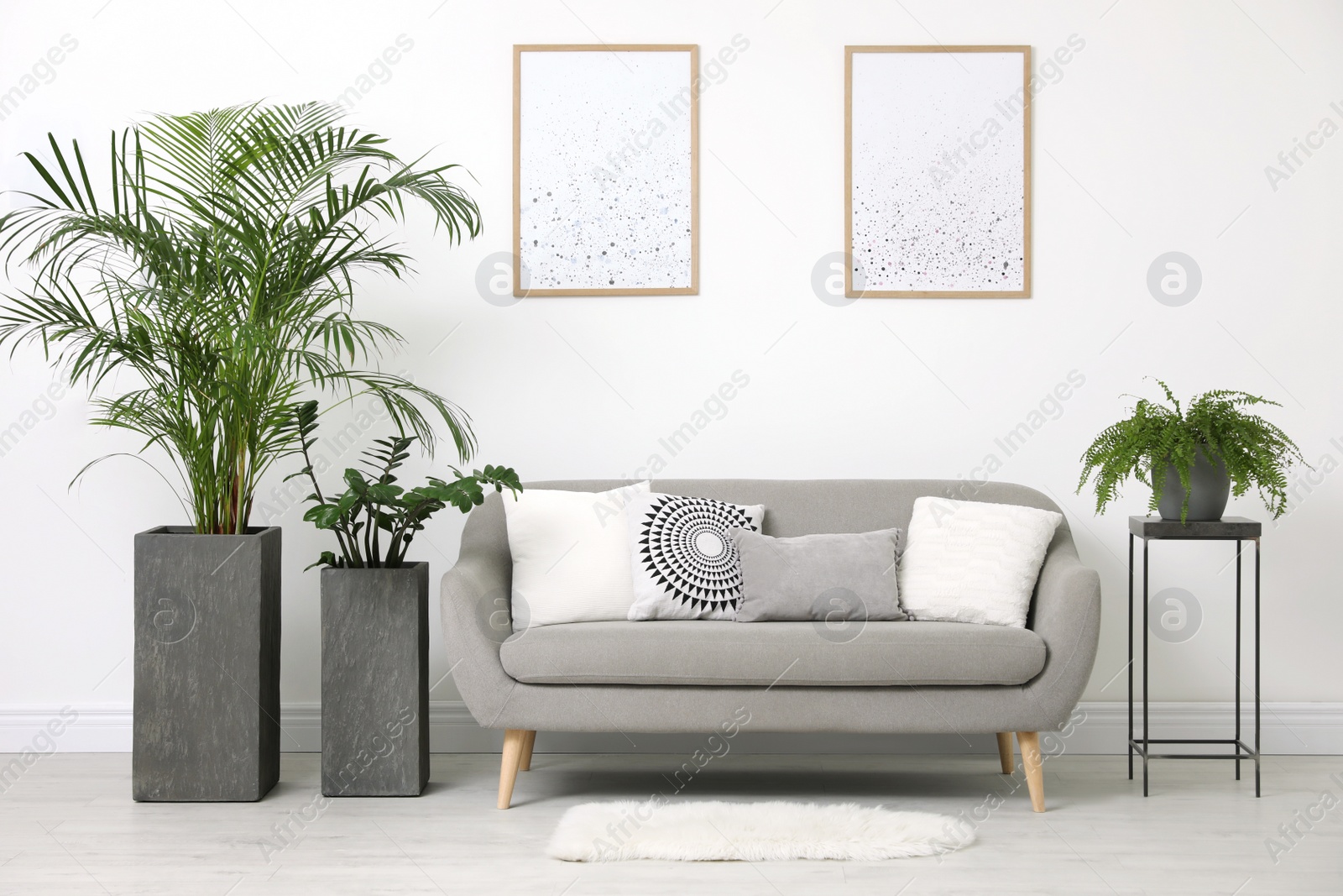 Photo of Beautiful potted plants in modern living room