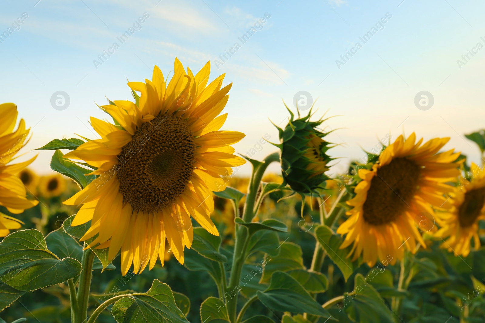 Photo of Beautiful blooming sunflower in field on summer day