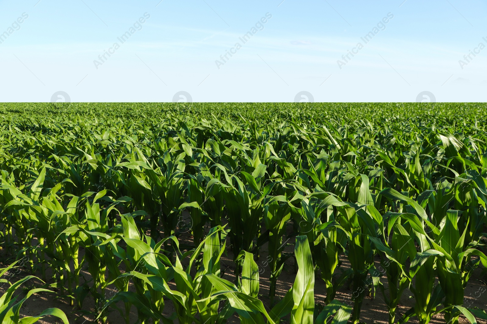 Photo of Beautiful agricultural field with green corn plants on sunny day