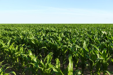 Beautiful agricultural field with green corn plants on sunny day