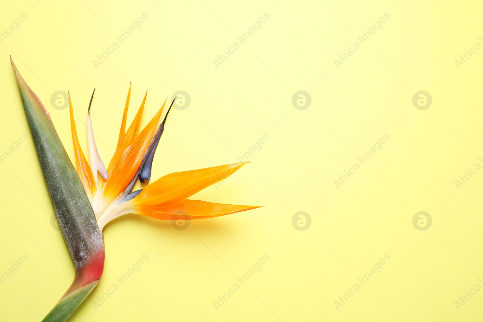 Photo of Bird of Paradise tropical flower on yellow background, top view. Space for text