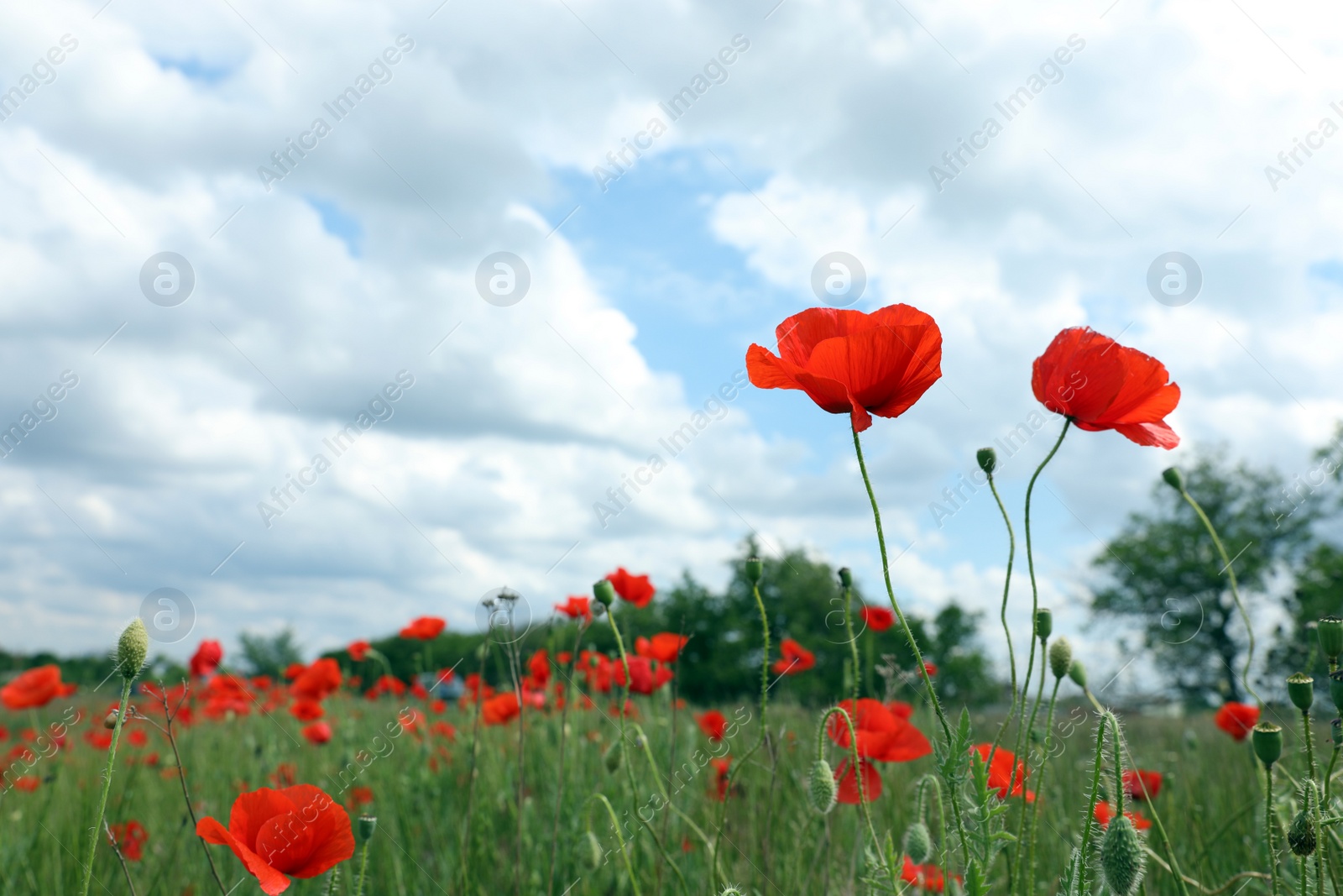 Photo of Beautiful red poppy flowers growing in field