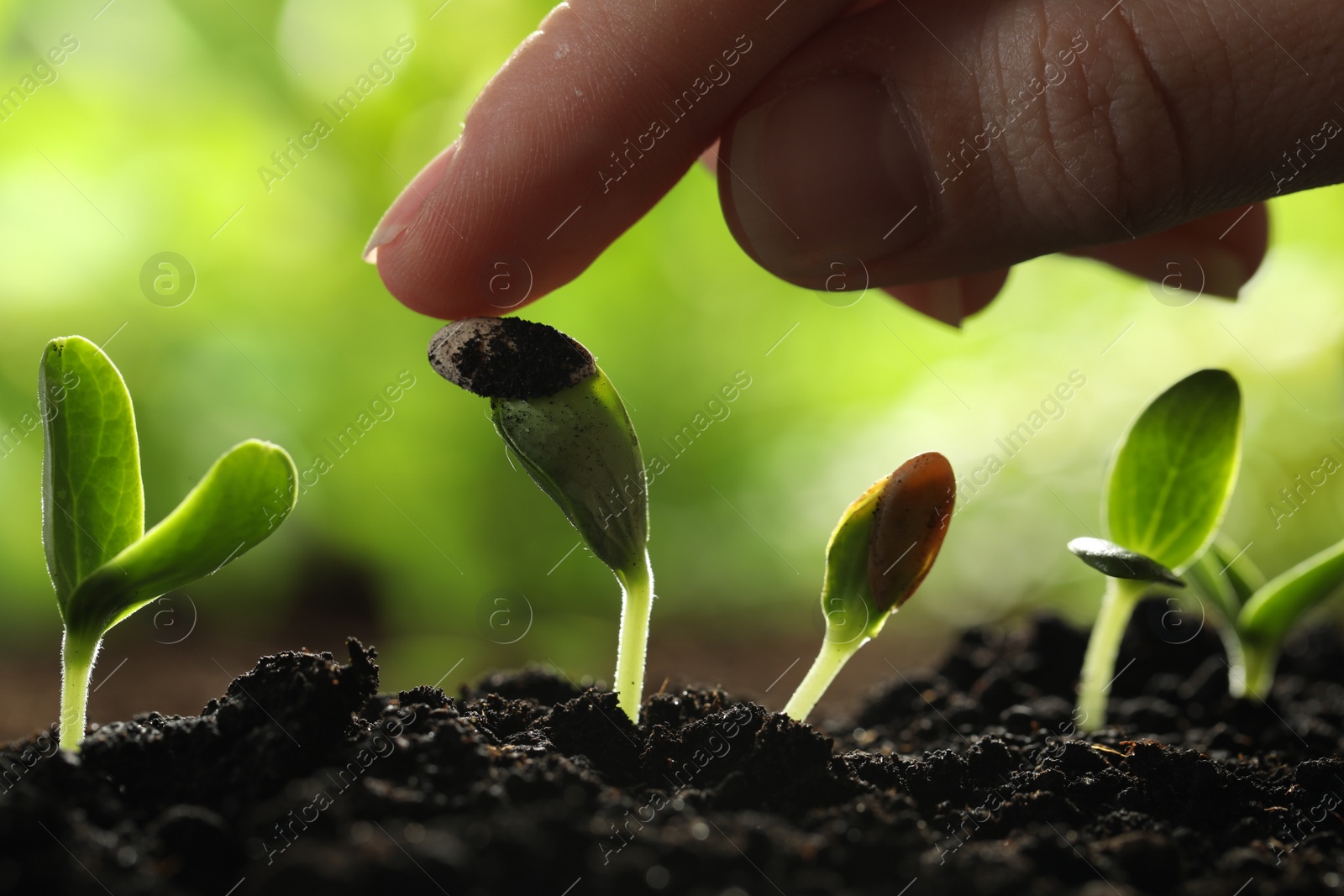 Photo of Woman touching young vegetable seedling outdoors, closeup