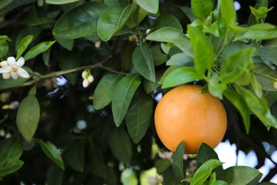 Photo of Ripe grapefruit and flowers growing on tree outdoors