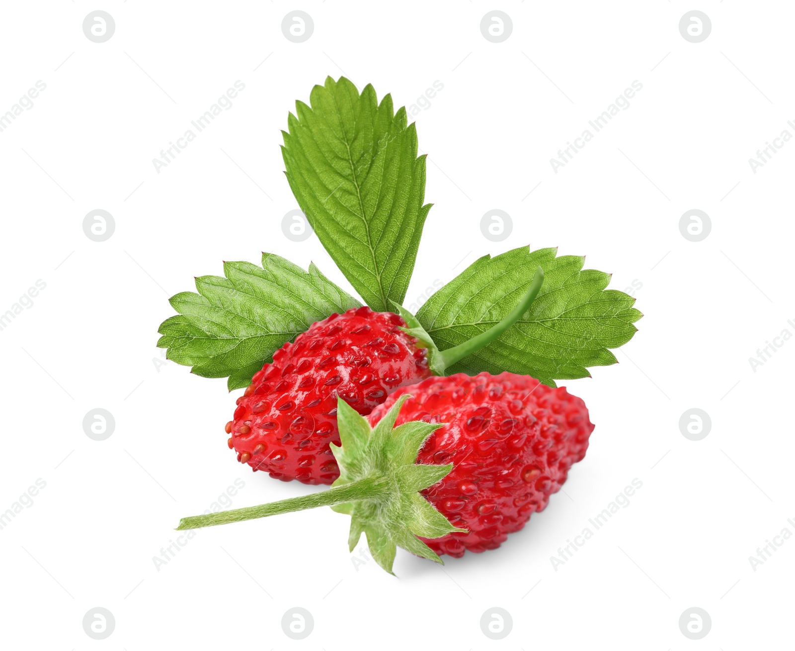 Image of Fresh ripe wild strawberries with green leaves isolated on white