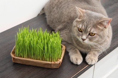 Cute cat near fresh green grass on wooden desk indoors