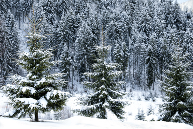 Photo of Fir trees covered with snow in winter forest