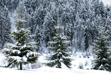 Fir trees covered with snow in winter forest