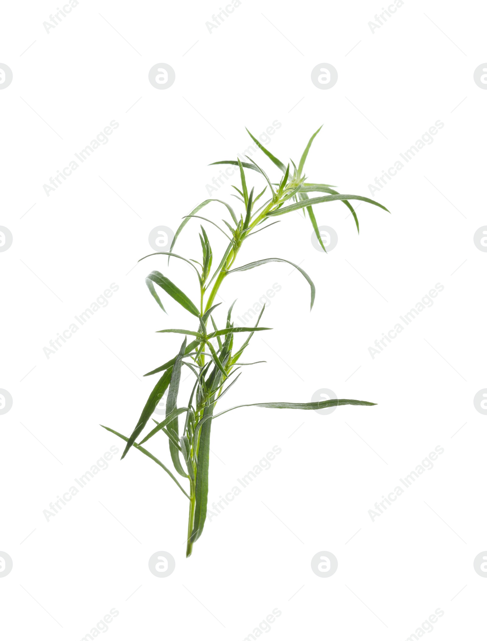 Photo of One sprig of fresh tarragon on white background