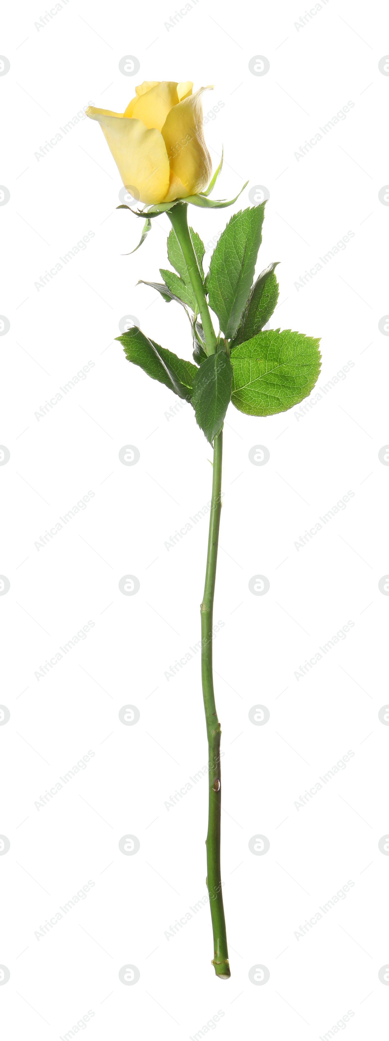 Photo of Beautiful fresh yellow rose isolated on white