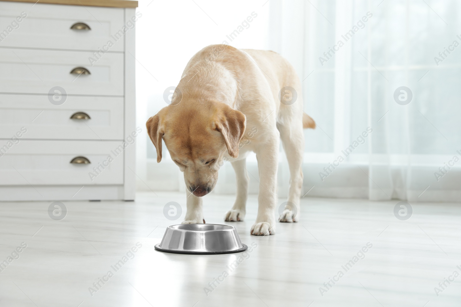 Photo of Yellow labrador retriever eating from bowl on floor indoors
