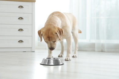 Photo of Yellow labrador retriever eating from bowl on floor indoors