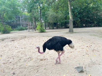 Photo of Beautiful black African ostrich and zebra in zoo enclosure