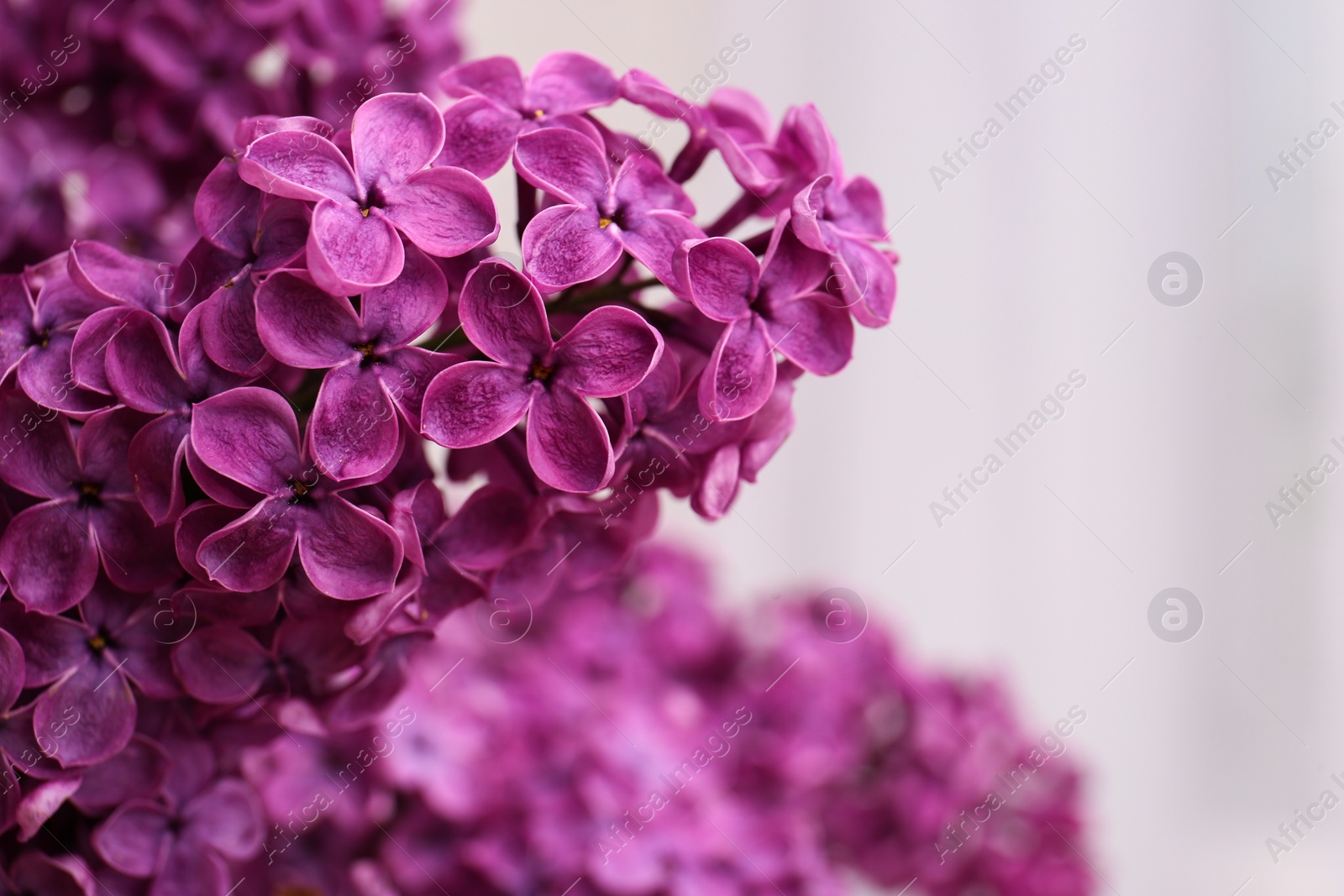 Photo of Beautiful blooming lilac flowers against blurred background, closeup. Space for text