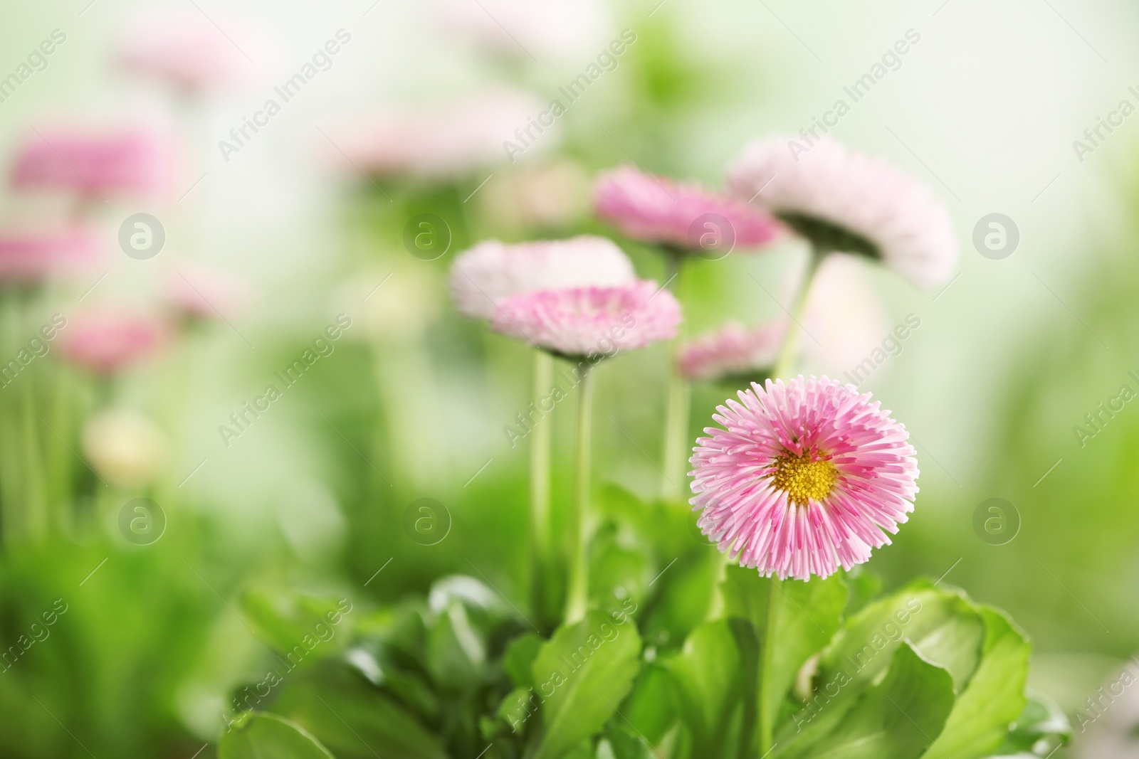 Photo of Beautiful blooming daisies against blurred background, space for text. Spring flowers