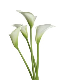 Beautiful calla lily flowers on white background