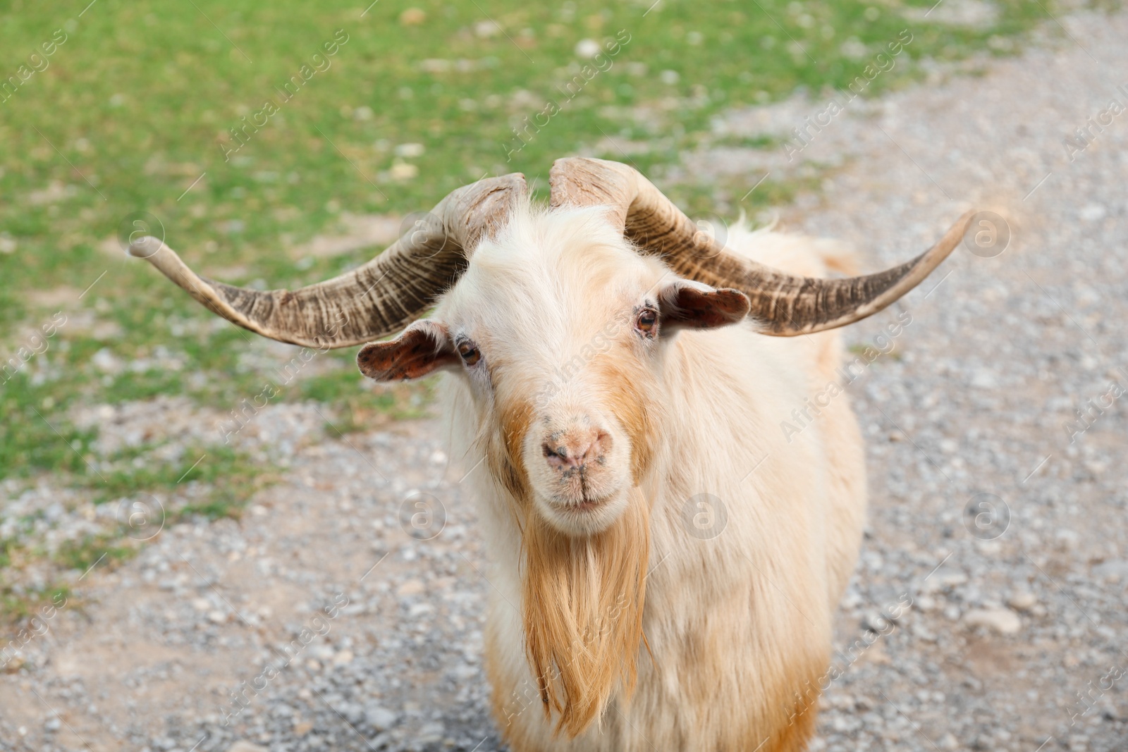 Photo of Beautiful horned goat on road in safari park