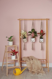 Photo of Beautiful houseplants hanging on wooden rack near pink wall