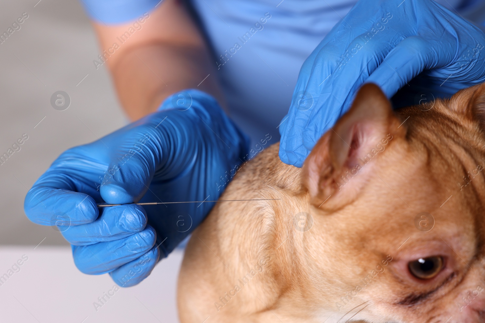 Photo of Veterinary holding acupuncture needle near dog's neck in clinic, closeup. Animal treatment