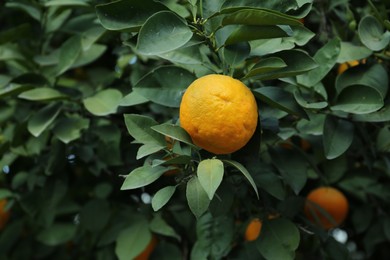Photo of Fresh ripe orange growing on green tree