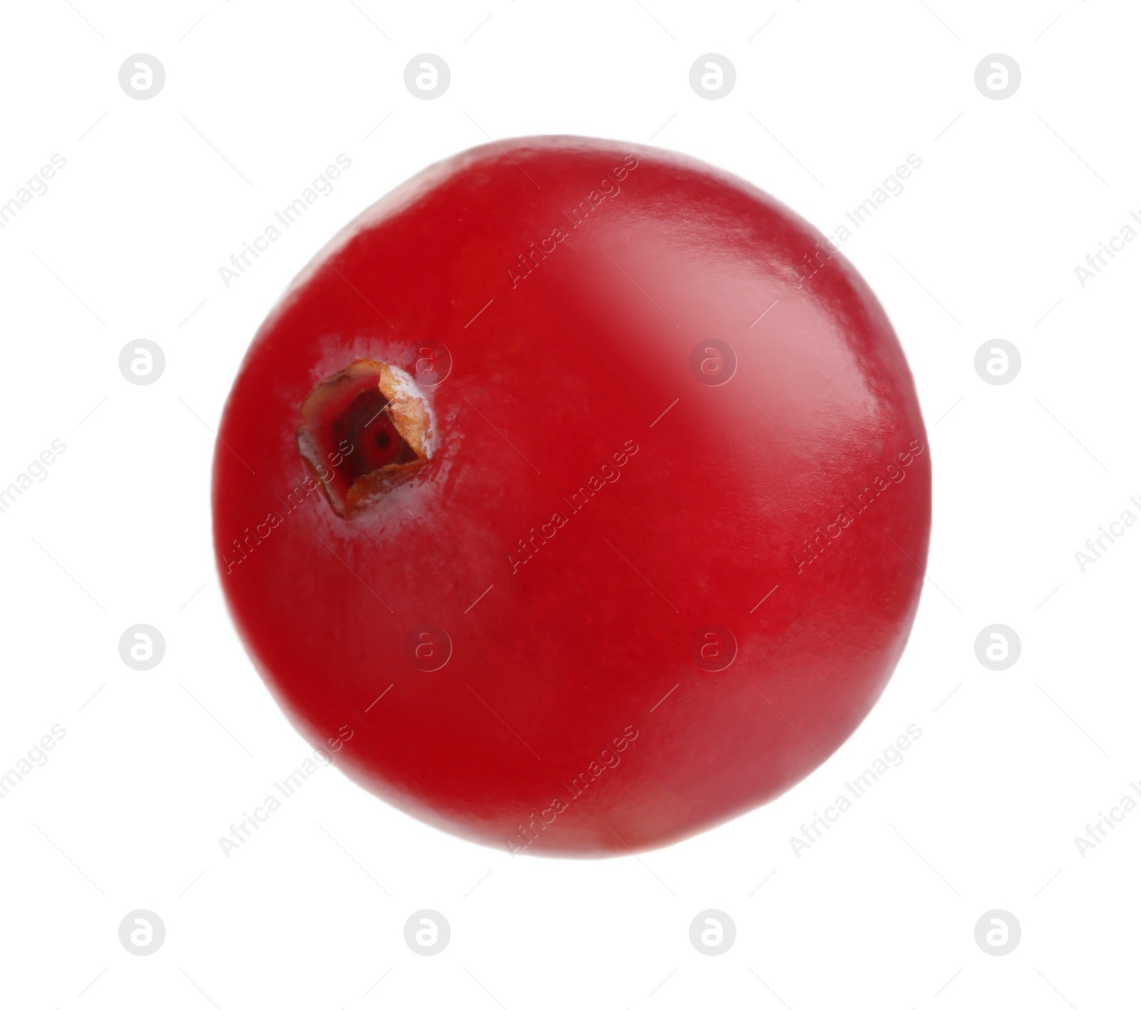 Photo of One fresh ripe cranberry isolated on white