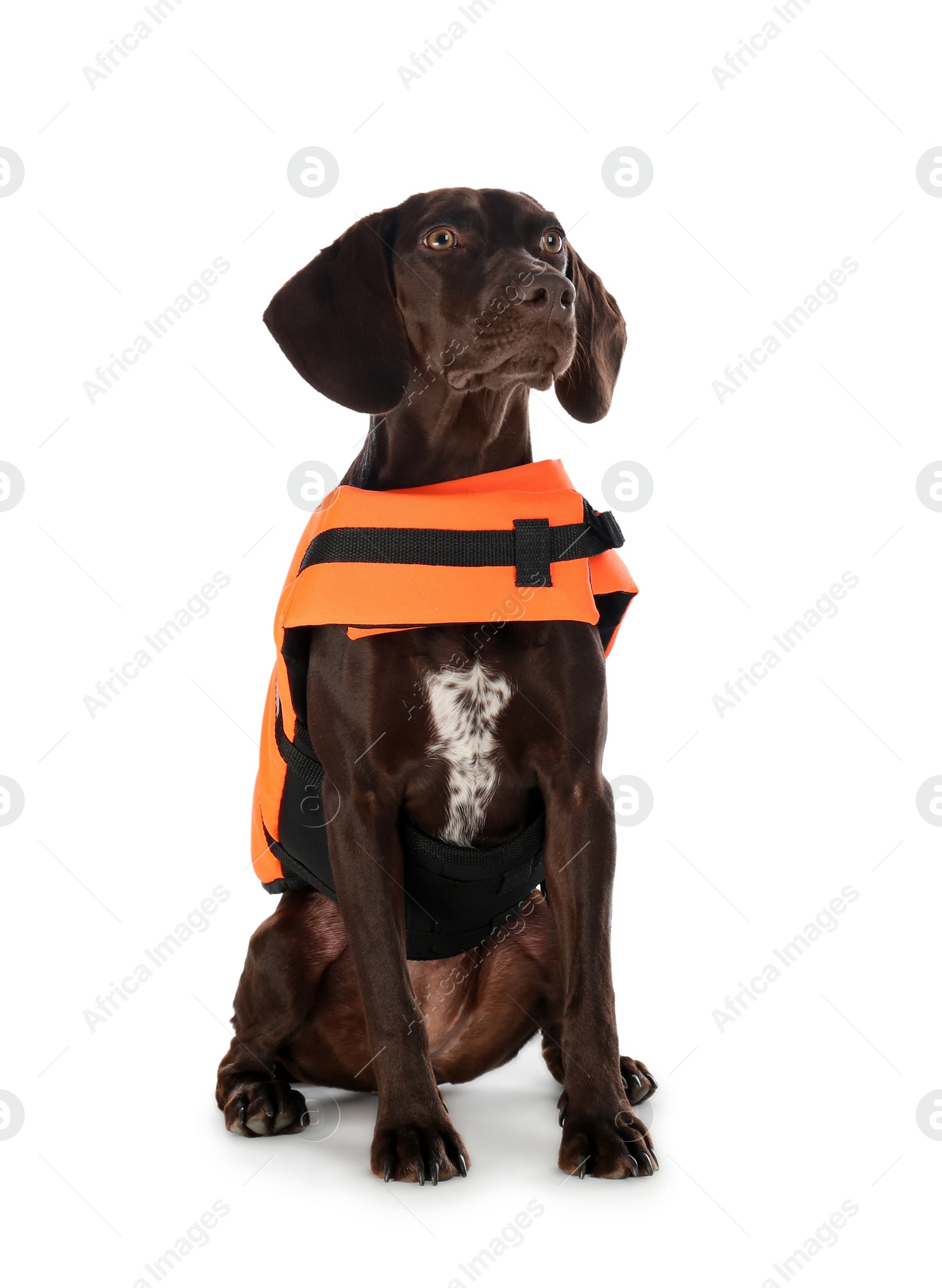 Photo of Dog rescuer in life vest on white background