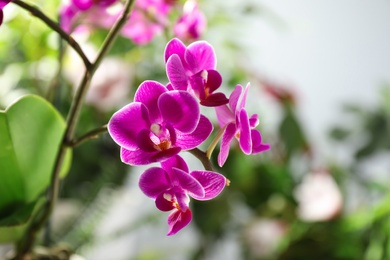 Photo of Beautiful blooming orchid on blurred background, closeup view