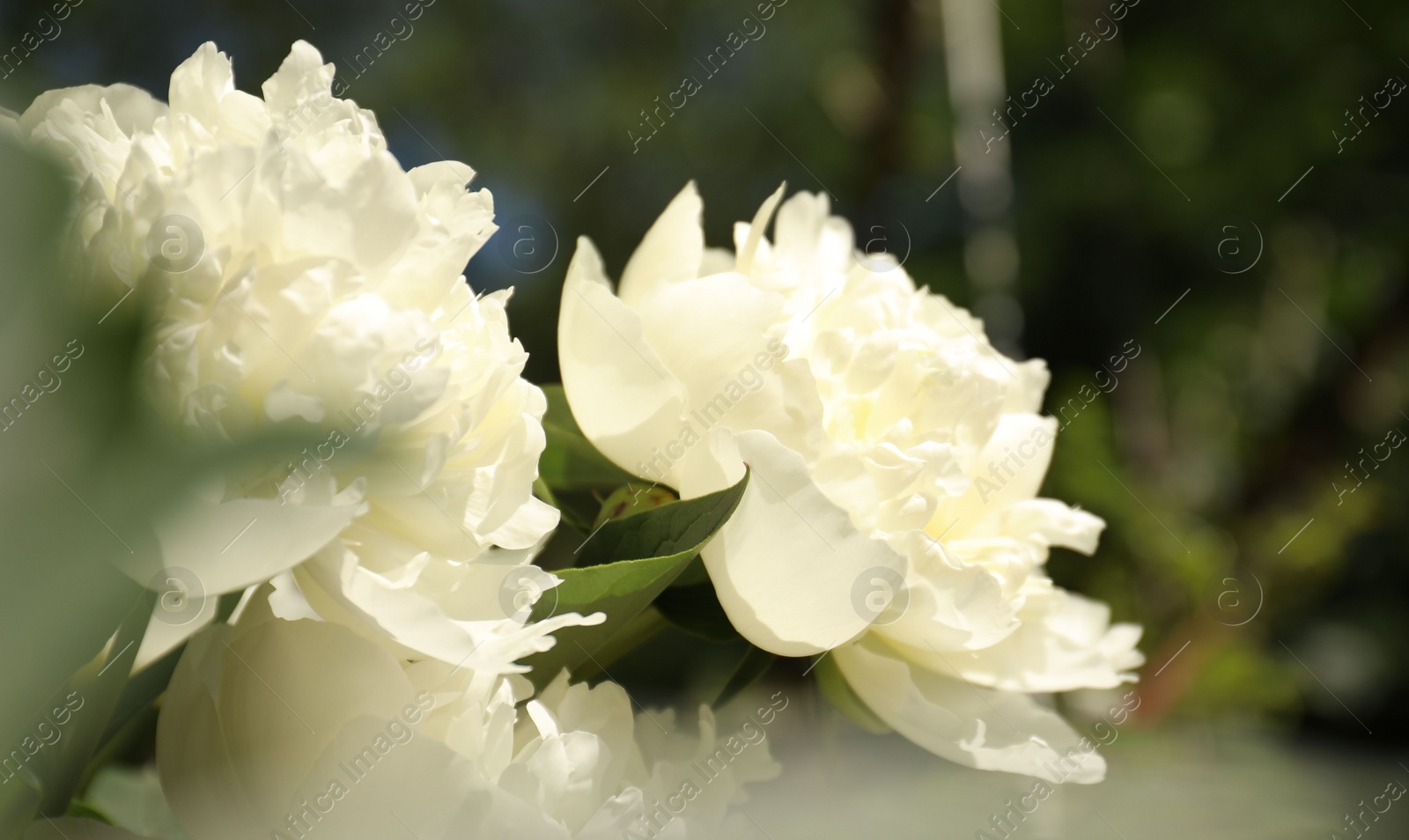 Photo of Closeup view of blooming white peony bush outdoors