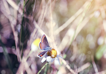 Beautiful Adonis blue butterfly on flower in field, closeup