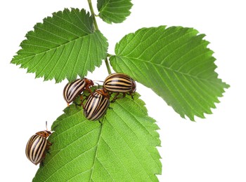 Many colorado potato beetles on green leaf against white background