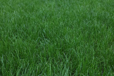 Photo of Fresh green grass growing outdoors on summer day