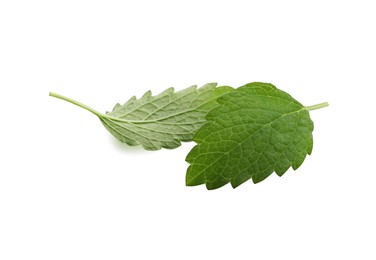 Photo of Fresh green lemon balm leaves isolated on white