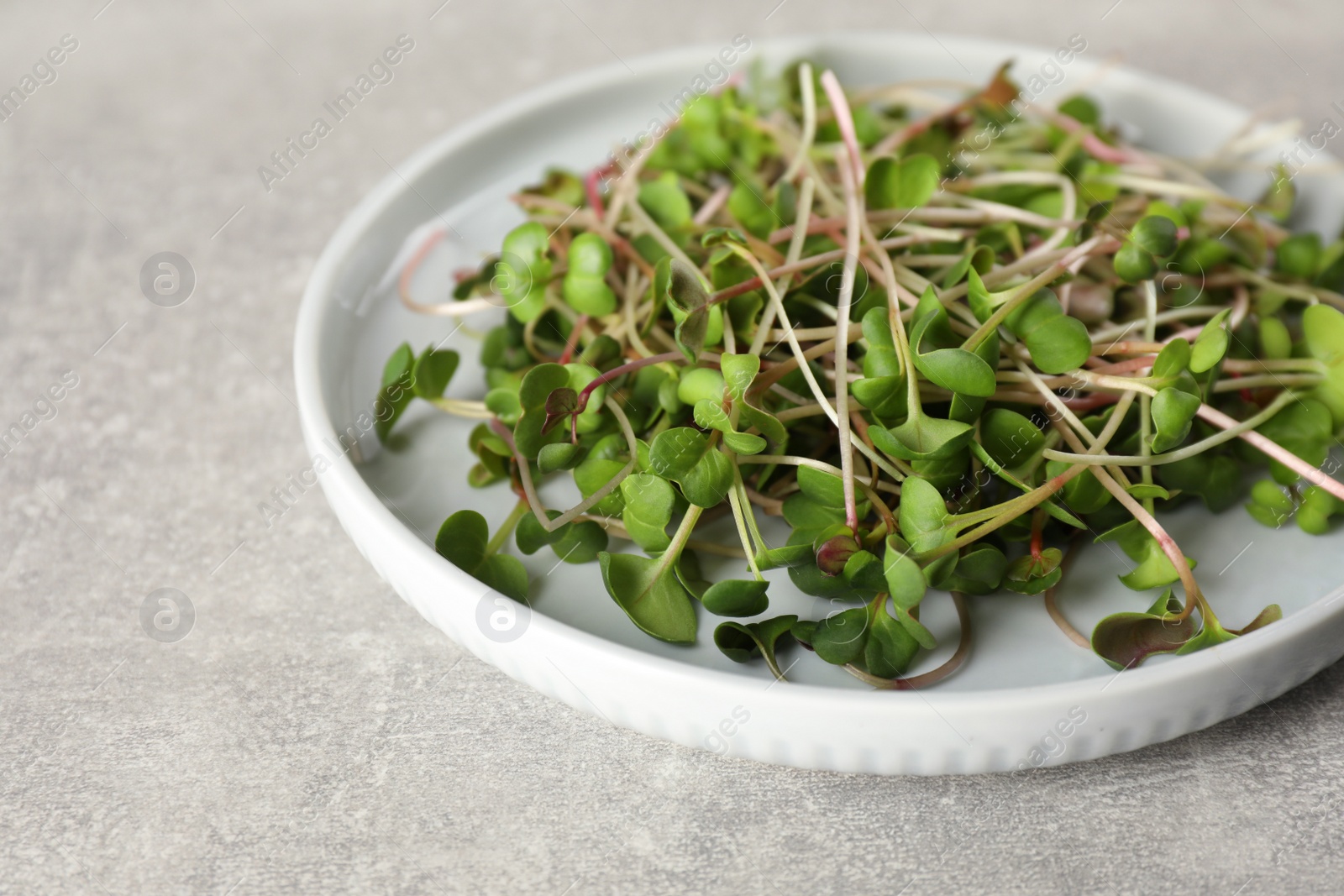 Photo of Plate with fresh radish microgreens on light grey table, closeup