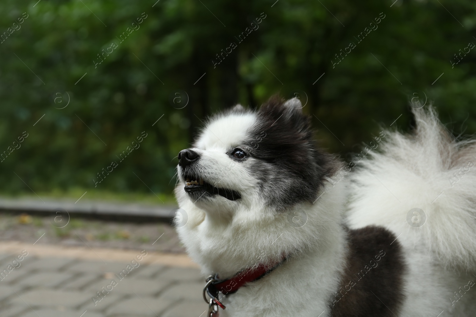 Photo of Cute fluffy Pomeranian dog walking in park, space for text