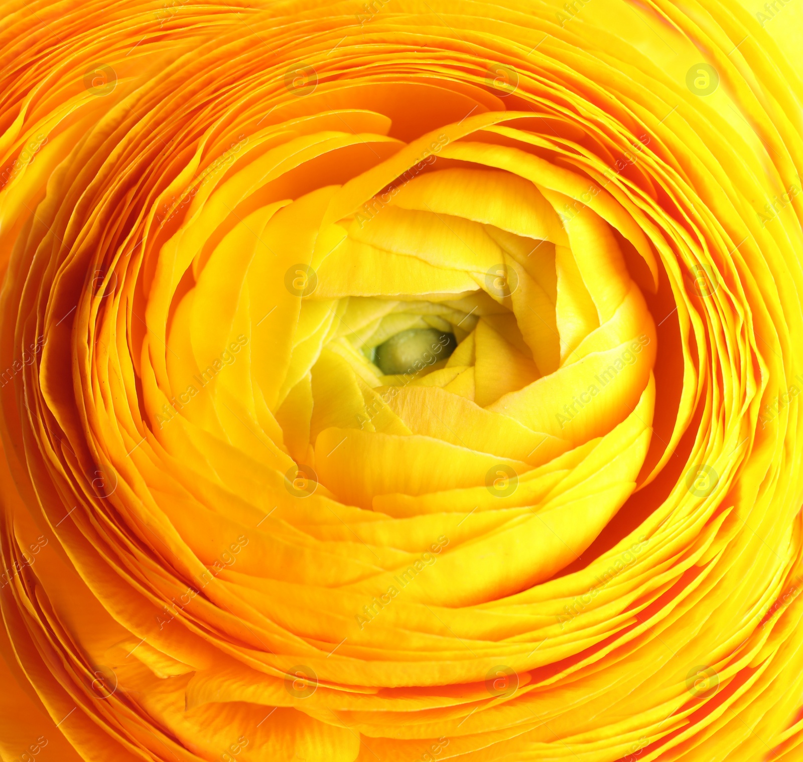 Photo of Beautiful fresh ranunculus flower on white background, closeup