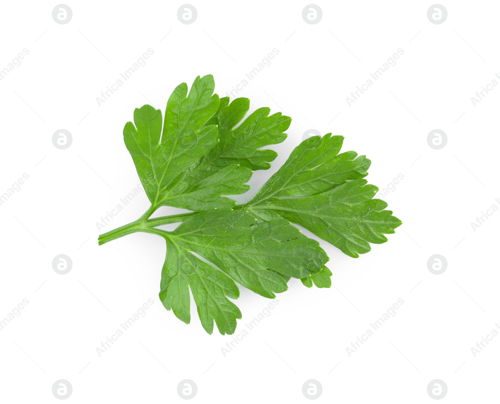 Sprig of fresh green parsley leaves on white background, top view Photo of Sprig of fresh green parsley leaves on white background, top view