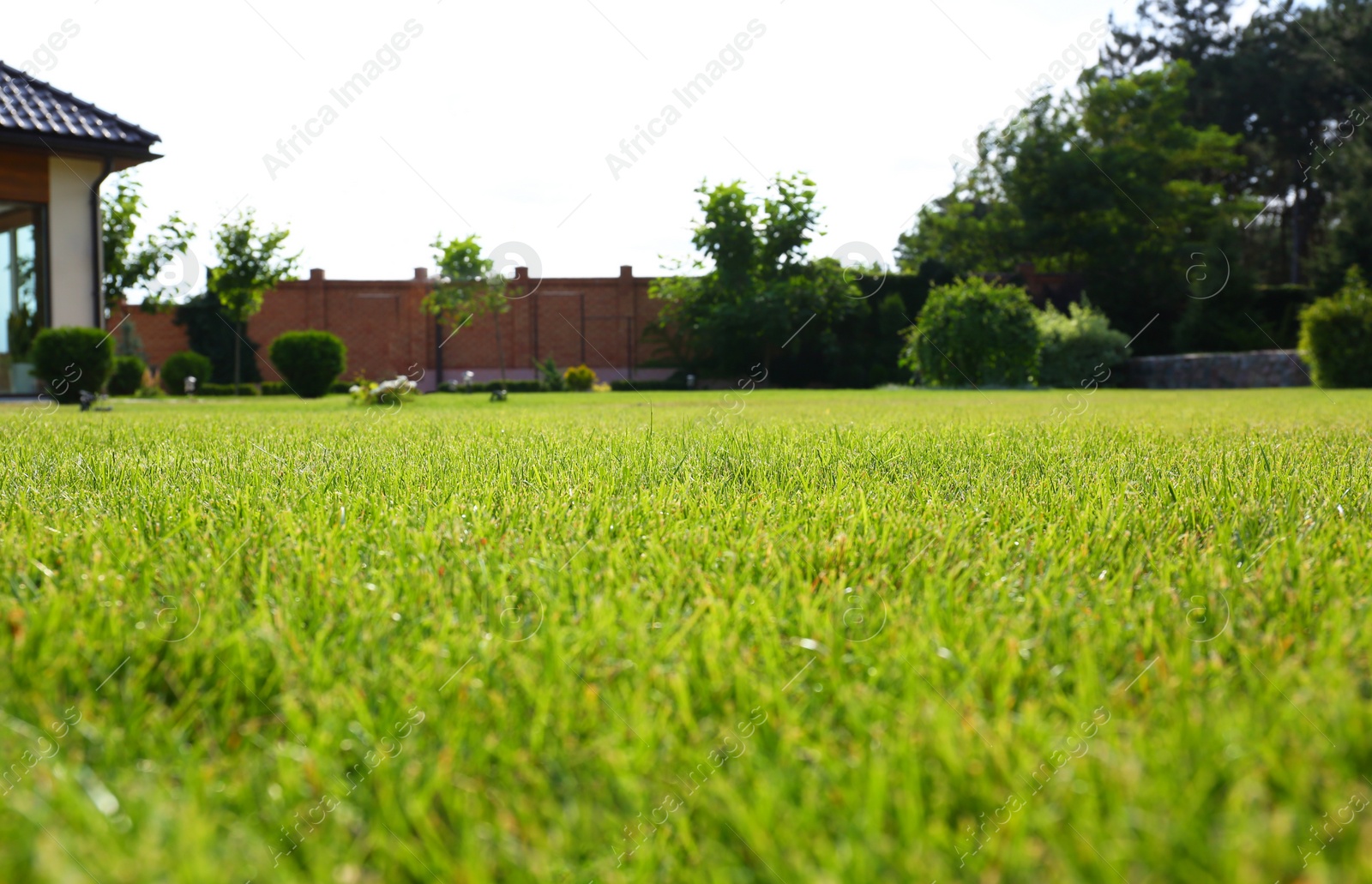 Photo of Backyard with lush green grass on sunny day, closeup. Gardening and landscaping