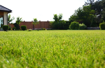 Backyard with lush green grass on sunny day, closeup. Gardening and landscaping