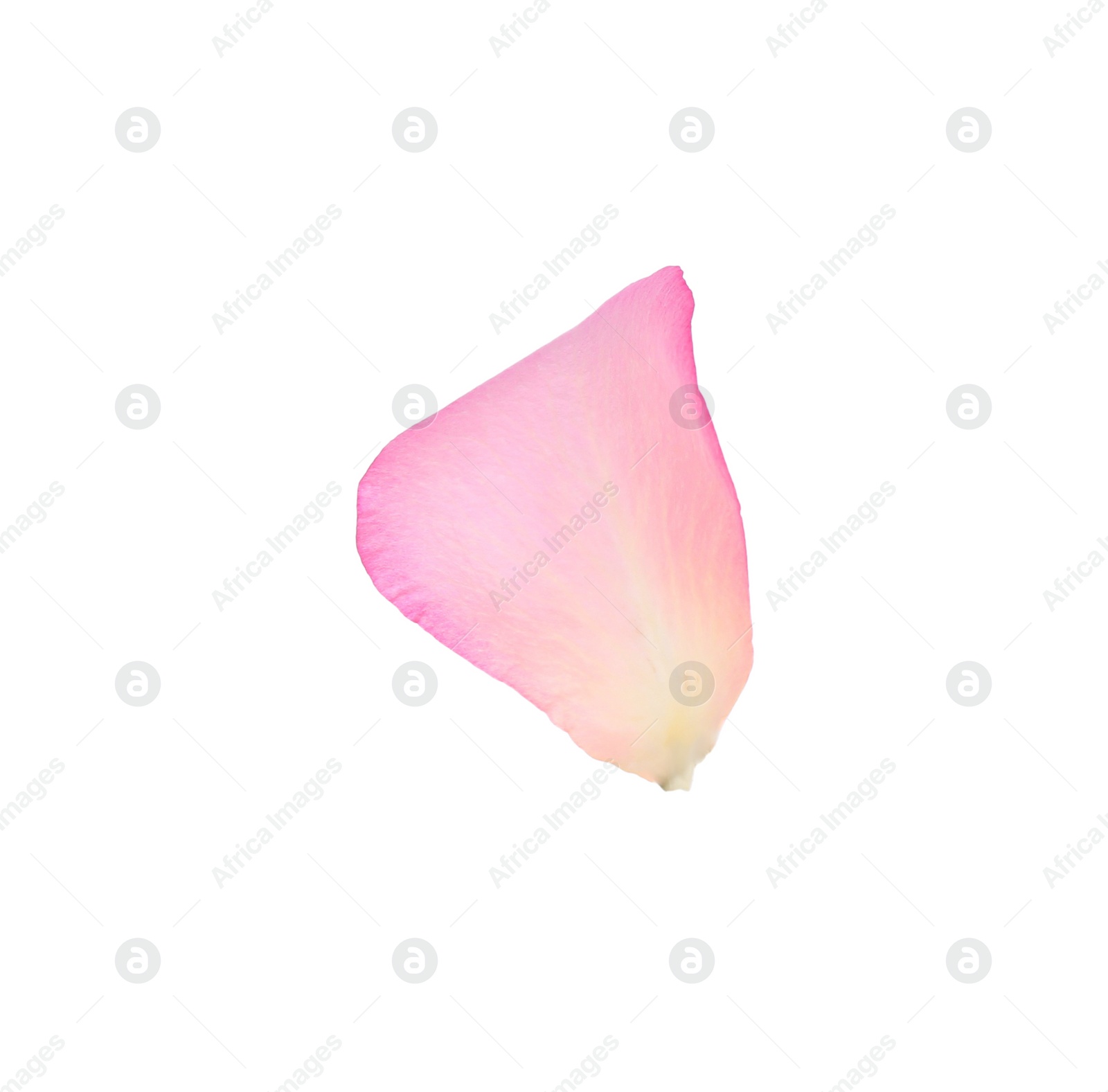 Photo of Tender pink rose petal isolated on white