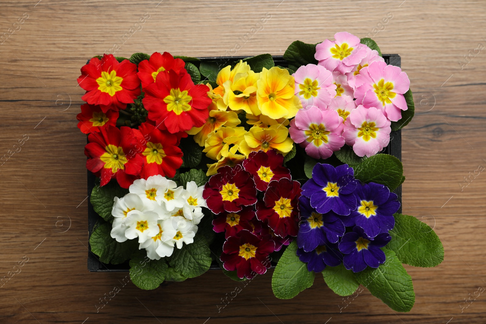 Photo of Primrose Primula Vulgaris flowers on wooden background, top view. Spring season