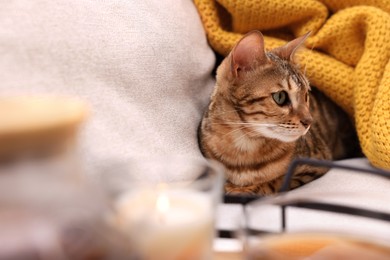 Photo of Cute Bengal cat lying on sofa at home. Adorable pet