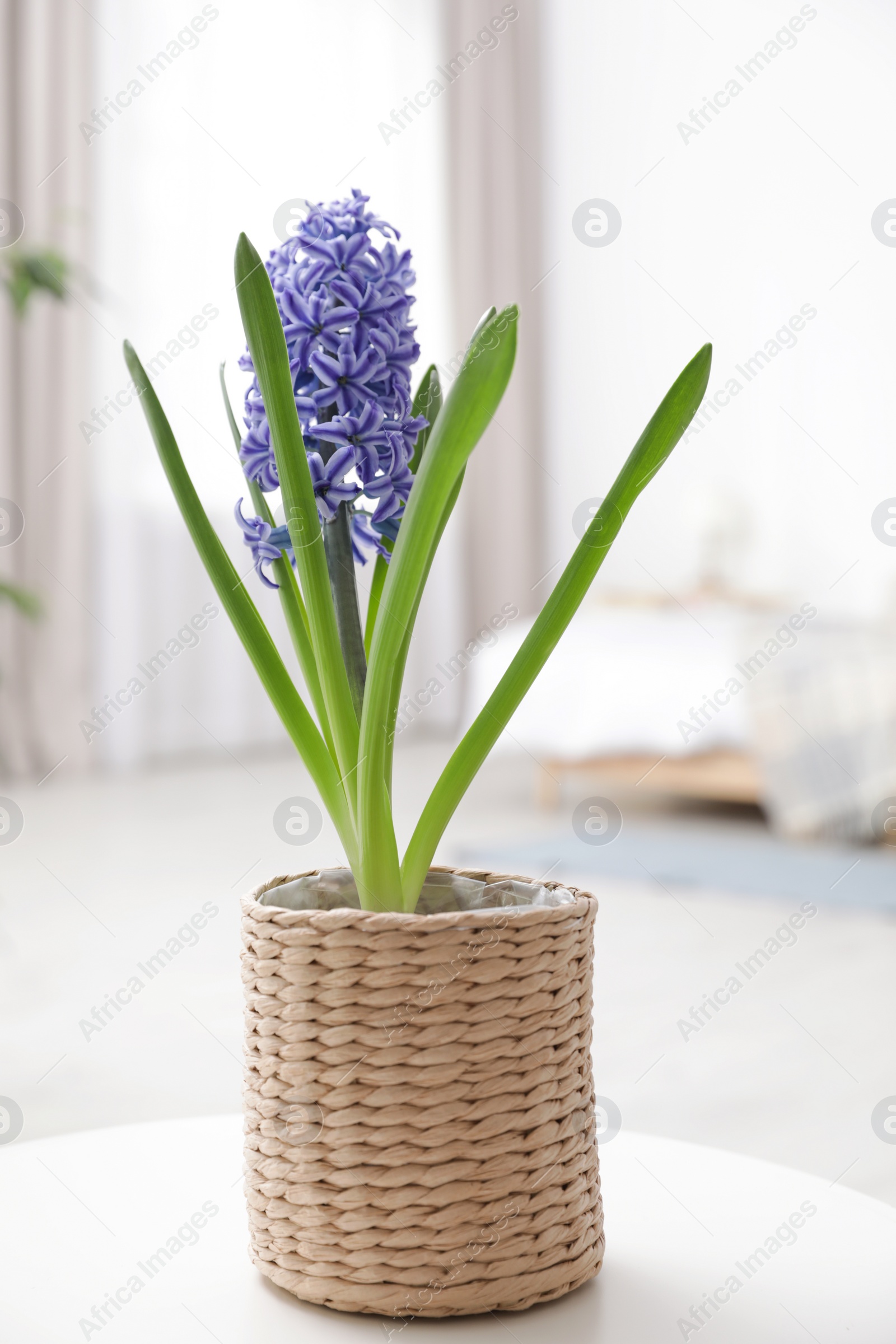 Photo of Beautiful hyacinth in wicker pot on table indoors. Spring flower